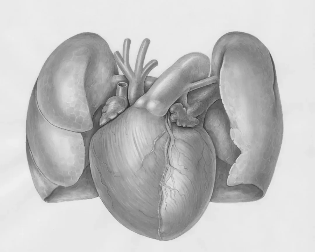 Cardiovascular system response during sauna use showing heart rate increase, blood vessel dilation, and plasma volume expansi