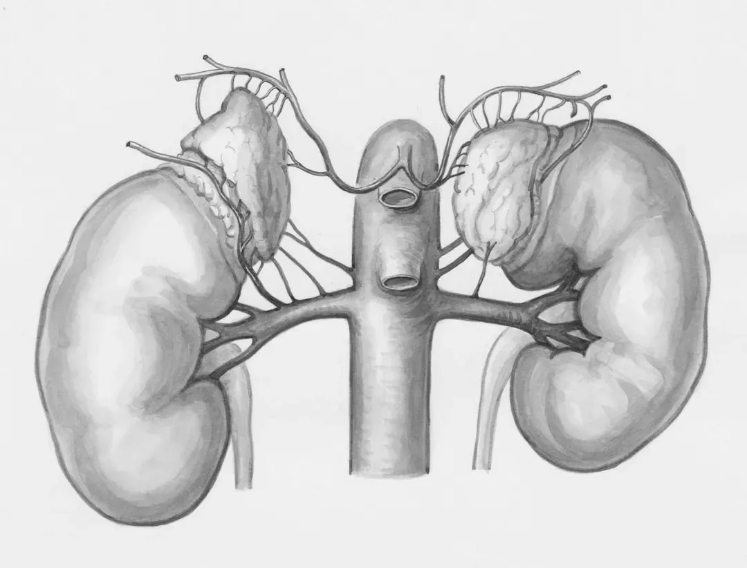 Anatomical illustration highlighting liver and kidneys with detoxification pathways, showing the body's natural detox organs 