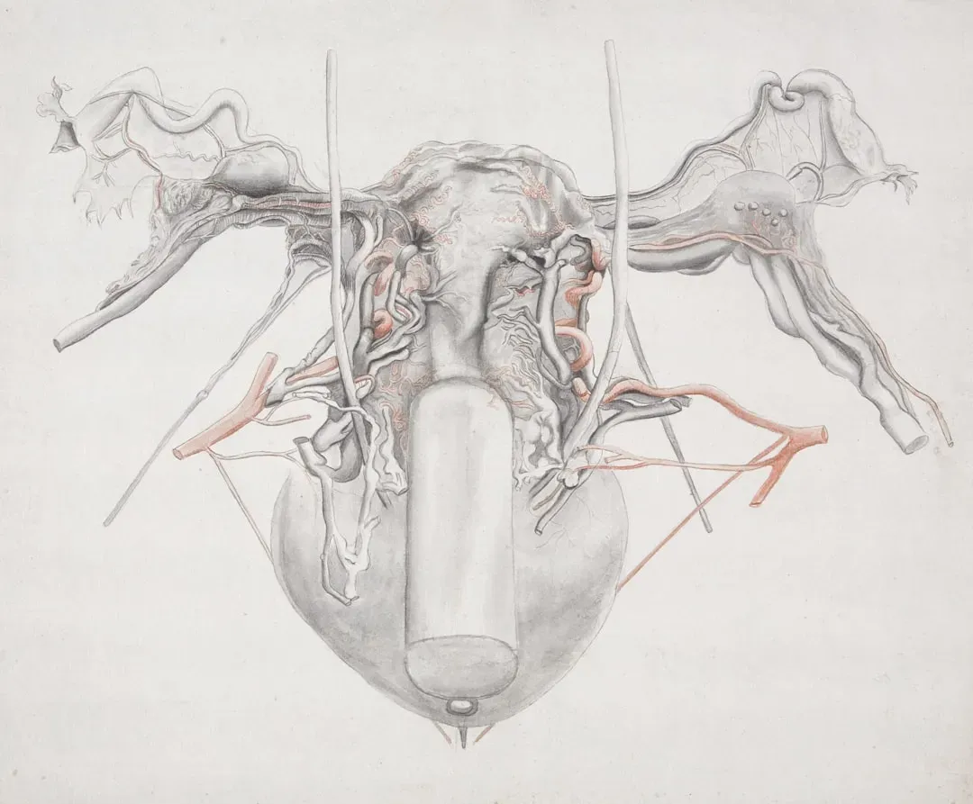 Anatomical illustration showing cardiovascular system activation during sauna heat exposure, with glowing blood vessels dilat